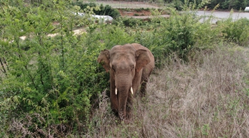 Strayed elephant in Yunnan sent back to forest home