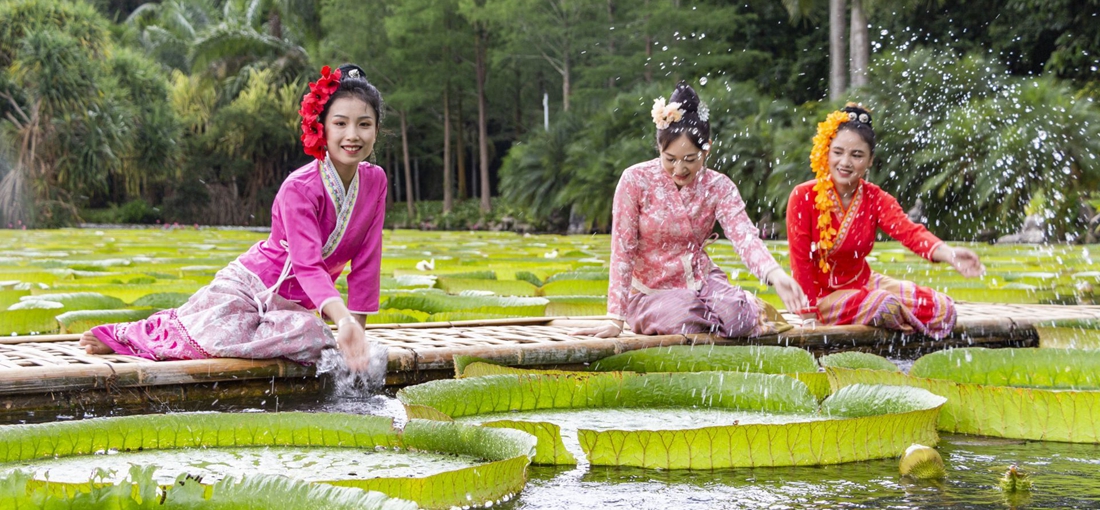 Huge lotus leaves floating on water can support a human