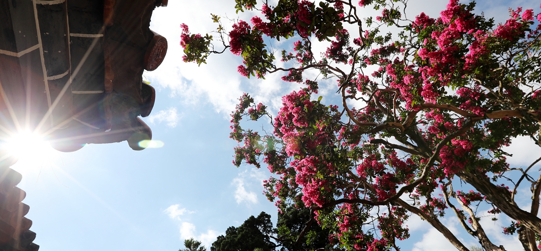Heilongtan park has flowering trees “afraid of itch”