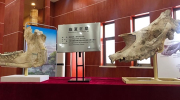 New giant rhino species insights into Qinghai-Tibet Plateau evolution