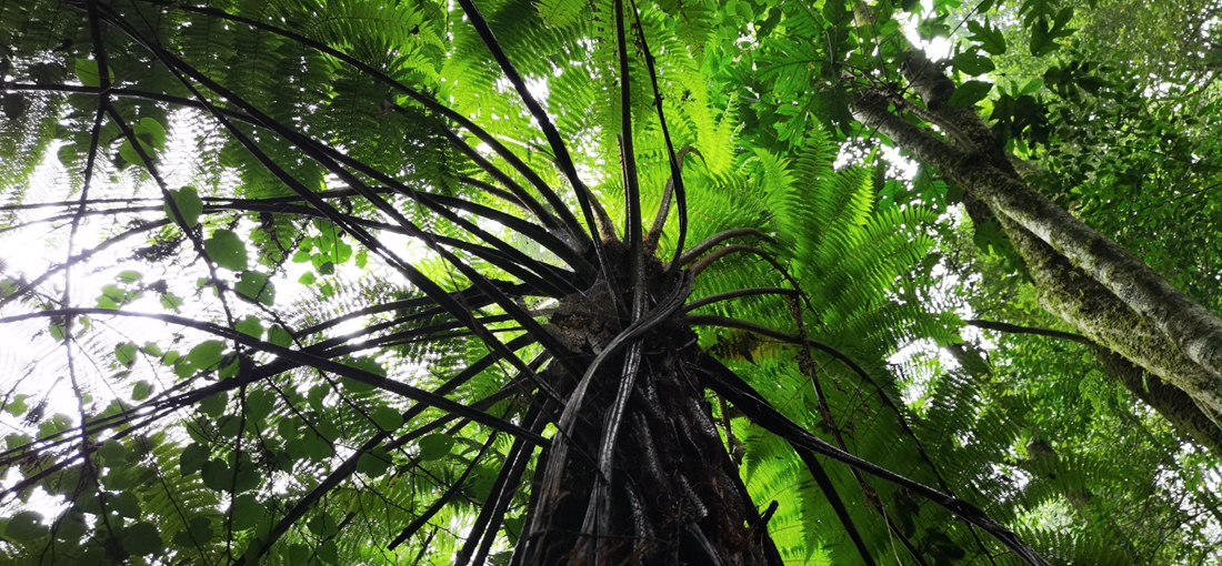 Cyathea found growing at 2,204m in Mt. Wuliang