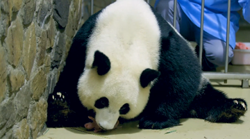 Panda cub born in China as Tokyo Olympics held
