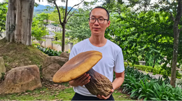 Another “Mushroom King” spotted in Jingdong again