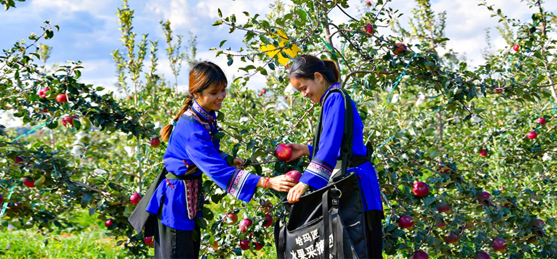Farmers in Shilin busy with apple-picking