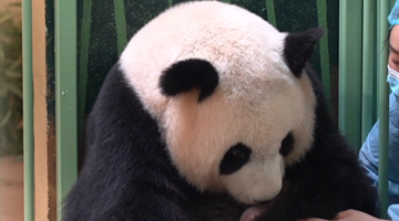 Giant panda gives birth to twins at France zoo