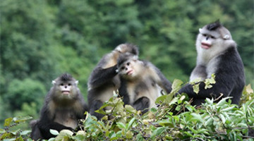 Guardians protect snub-nosed monkeys in mountain