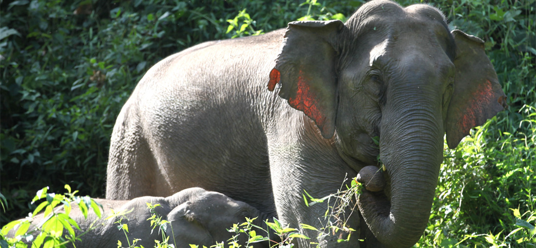 COP15: World Elephant Day: Inside the lives of elephant calves