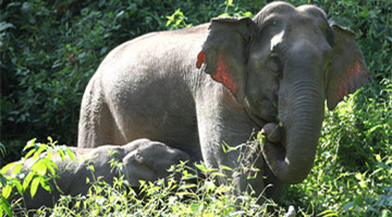 COP15: Inside the lives of elephant calves on World Elephant Day