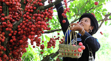 Burmese grape harvest hits full swing in Jiangcheng