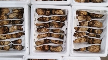Yunnan wild fungi sold across China via bullet trains