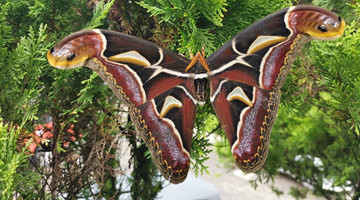 COP15: Moths with “snake head”on wings disocvered in Mt. Gaoligong