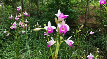 COP15: Rare plant species bred at Jingdong garden