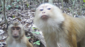 COP15: Rare animals at Nuozhadu Reserve