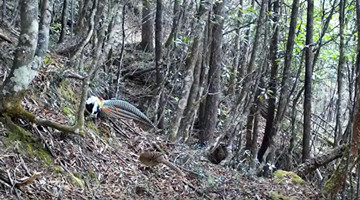 COP15: Infrared camera captures courtship ritual of rare bird in Deqing