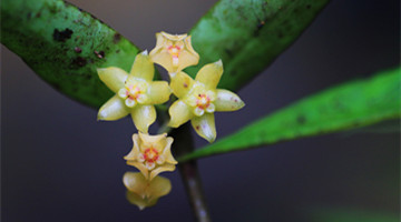 COP15: Hoya burmanica first discovered in Longlin