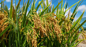 Super hybrid rice variant achieves unit yield of over 1,100 kg in Mengzi