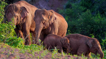 Elephants return from epic journey