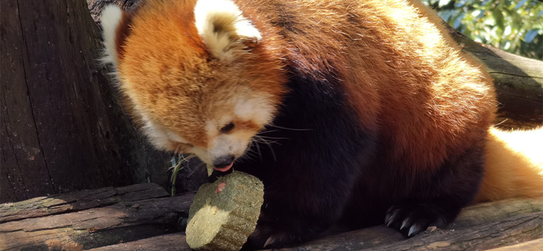 Yunnan Safari Park treats animals with special mooncakes