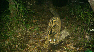 COP15: Marbled cat spotted in Tengchong after 30 years