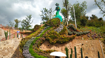 COP15: Peacock pattern of succulent debuts in Shuangbai