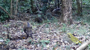 Rare footage of boars, silver pheasants foraging together captured in Mt. Gaoligong