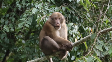 COP15: Bear or monkey? Assam macaque first spotted in Baoshan