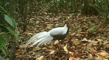 COP15: Silver pheasants spotted in Pu’er