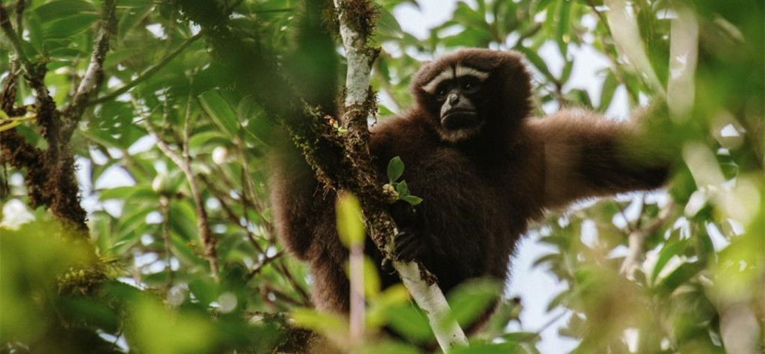 COP15: Skywalker gibbons at Gaoligong Mountain