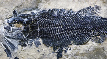 Fossils of oldest species of bony Triassic fish discovered in Yunnan Province for the first time