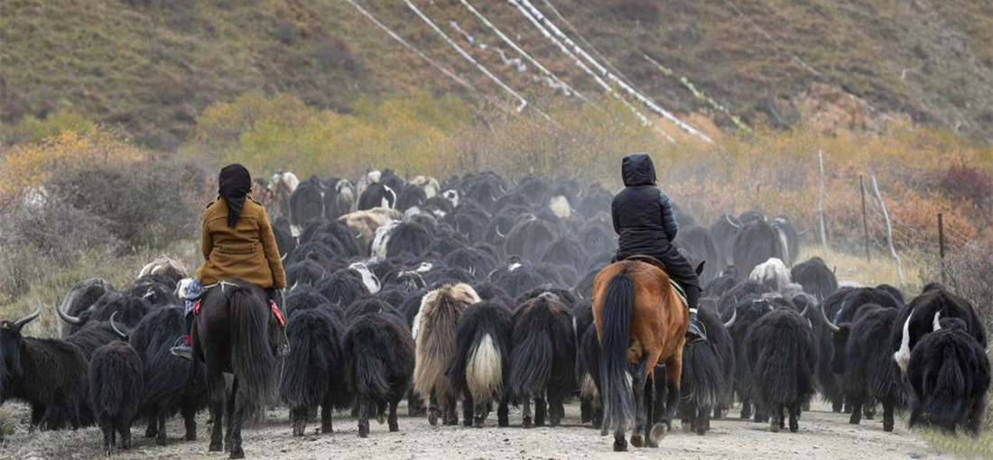 Herders begin grazing rotation in Sichuan