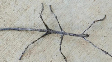 COP15: Why do walking stick insects dance?