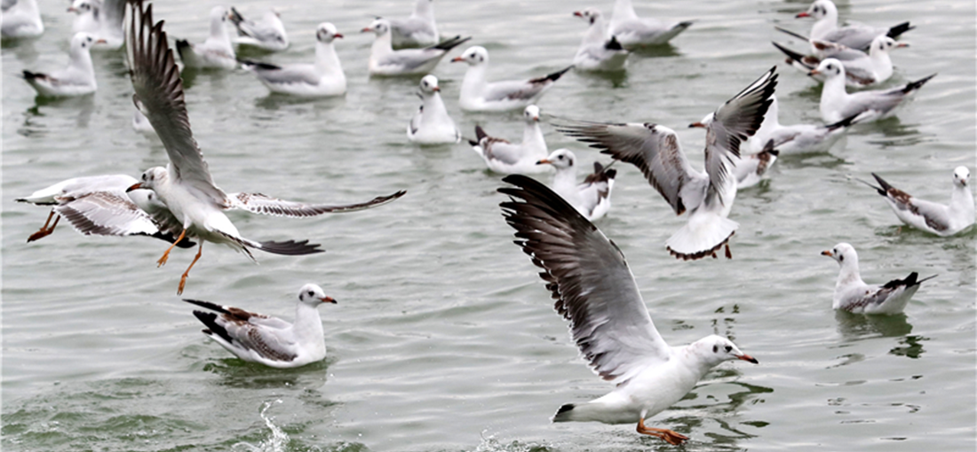 Black-headed gulls arrive in Kunming for winter