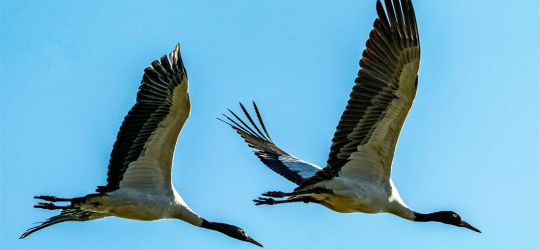 Black-necked cranes arrive at Yunnan's Napa Lake Nature Reserve for wintering
