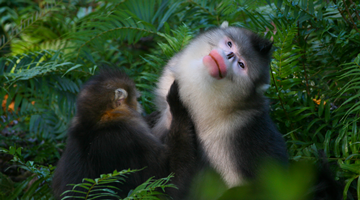 Man devotes life to protecting Yunnan snub-nosed monkeys