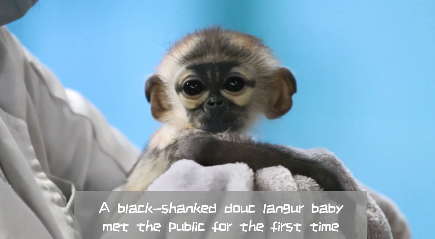 China's first captive-bred black-shanked douc langur meets public