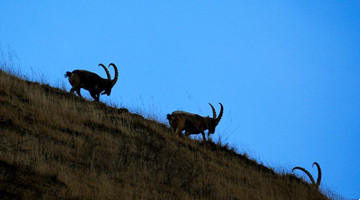 Endangered ibex spotted in Tekes county