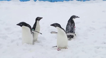 Penguins have fun outdoors in Tianjin