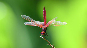 The dragonfly runner