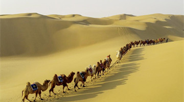 Marching camels captured in desert
