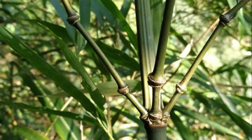 New bamboo species found in Yiliang county