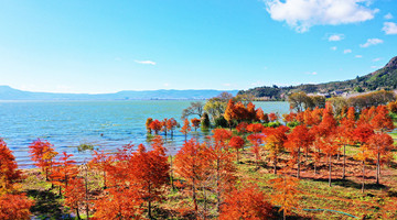 Hi, Yuxi: 100,000 taxodium trees turn red at Lake Xingyun