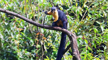 Black giant squirrel spotted foraging in Baoshan
