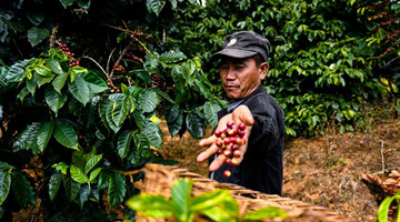 Aroma of Yunnan coffee industry permeates globally