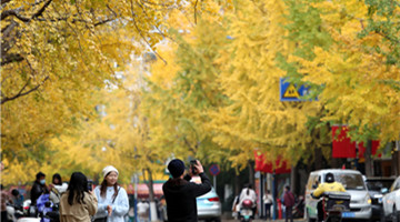 Hi Kunming: Sights of a ginkgo avenue in Kunming