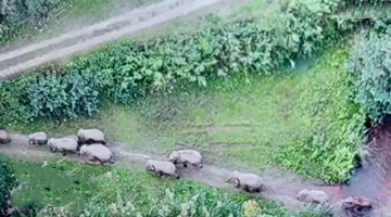 Returned elephants seen in Taiyanghe reserve