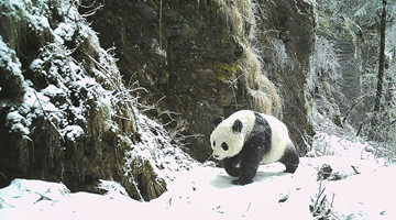 Giant pandas bounce back thanks to reforestation
