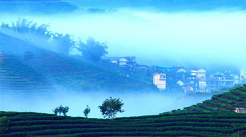 Tea hills in Pu’er shrouded by clouds