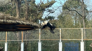 'Kung fu' panda in Beijing Zoo stuns visitors with his skills