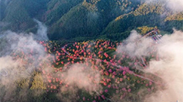 Winter cherry flourishes in Mt. Wuliang
