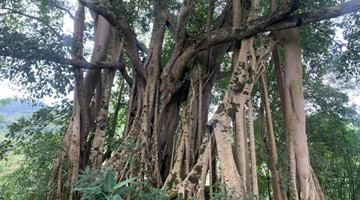 Banyan trees grow into forest